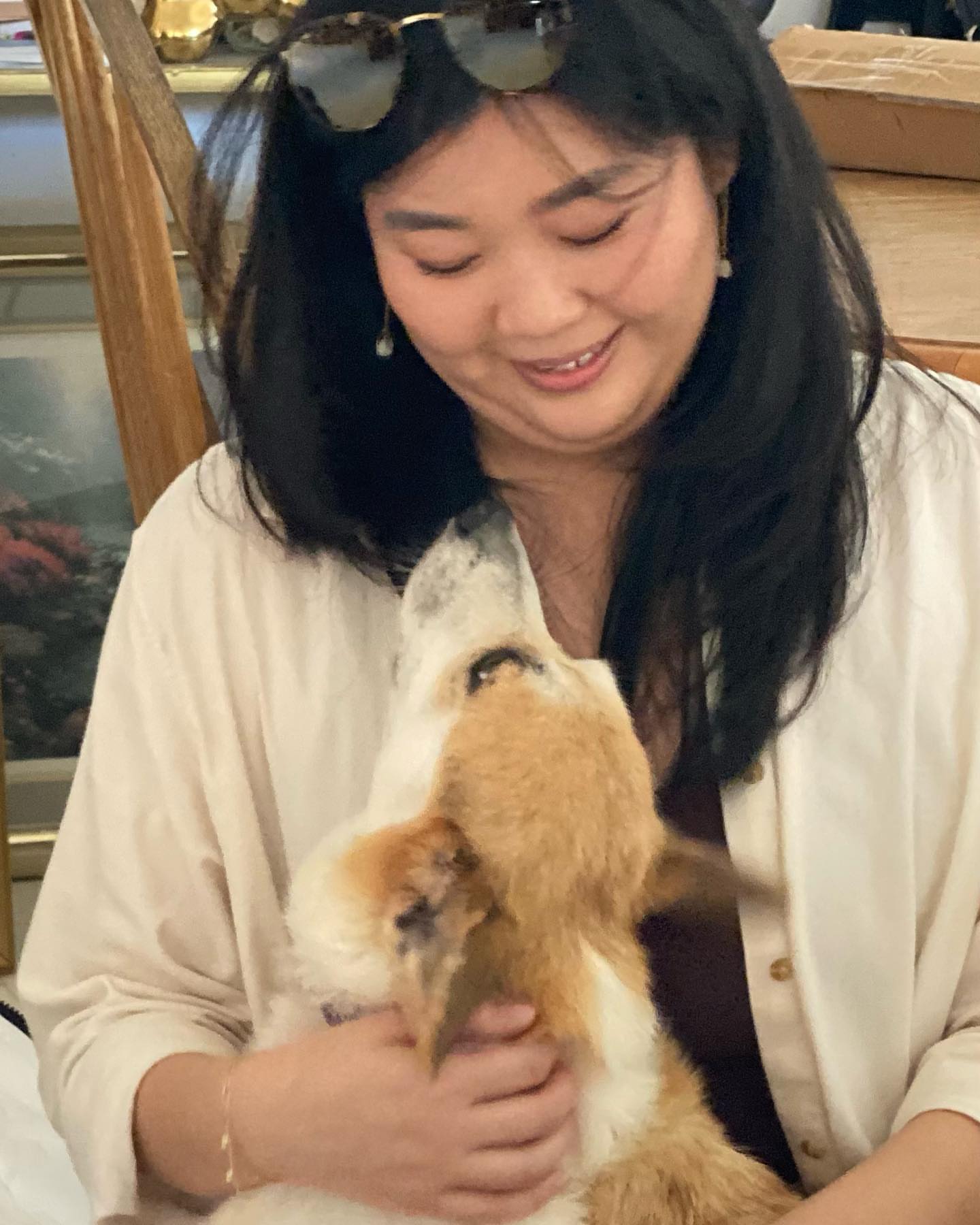 Mini corgi for sale san antonio