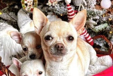 Quality Chihuahua Puppies For Sale