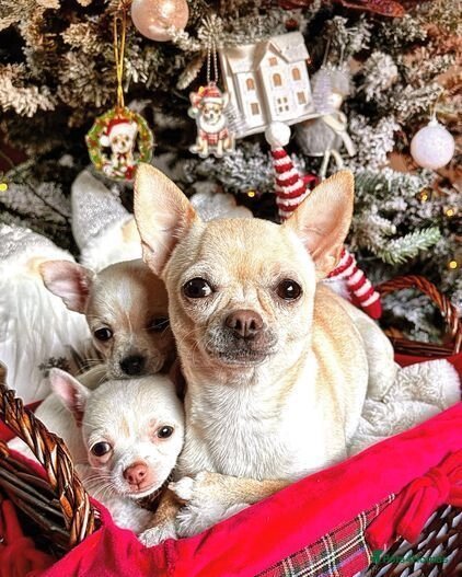Quality Chihuahua Puppies For Sale