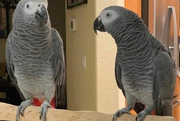 Two African Grey Parrots for Sale