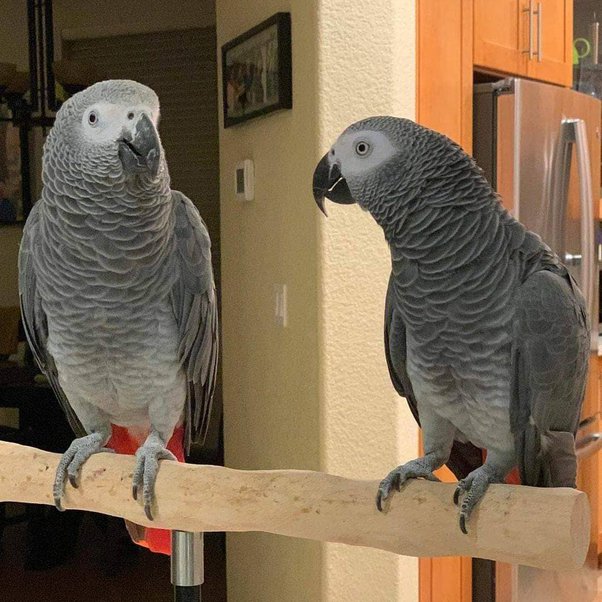 Two African Grey Parrots for Sale