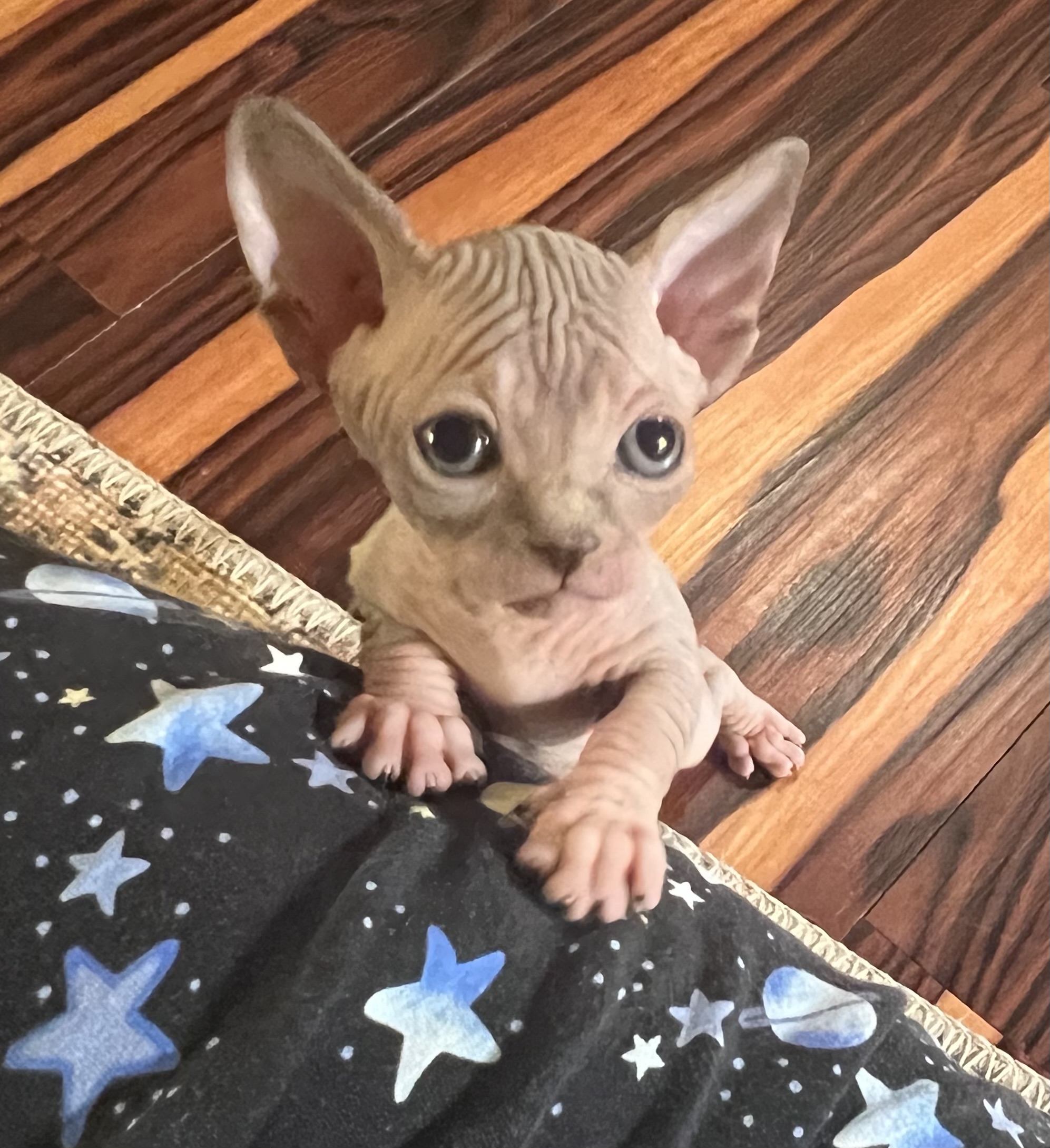 Sphynx Kittens
