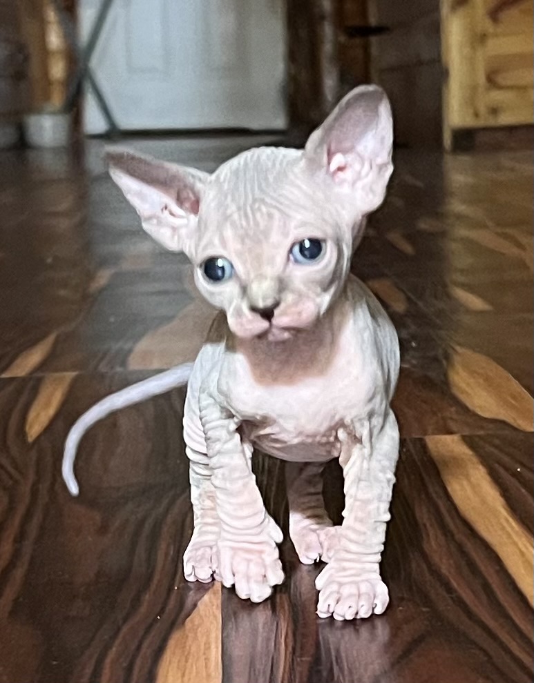 Sphynx Kittens