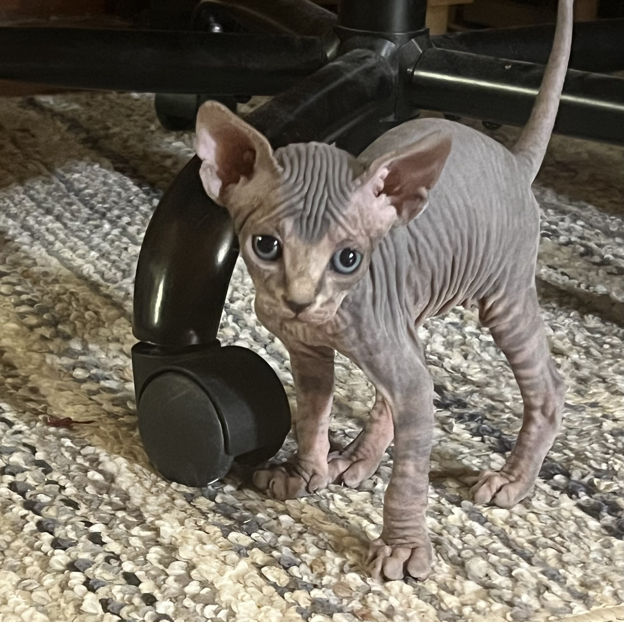 Sphynx Kittens