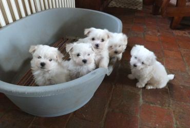 Two Teacup Maltese Puppies Needs a New Family