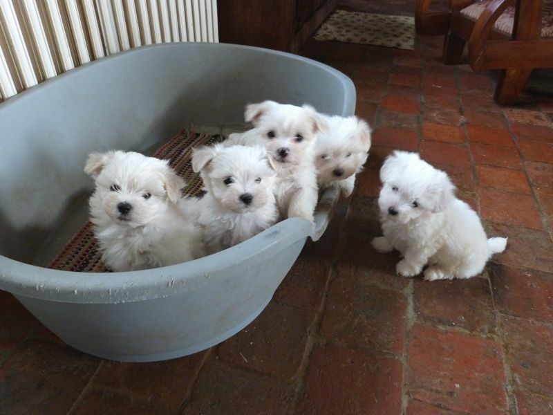 Two Teacup Maltese Puppies Needs a New Family