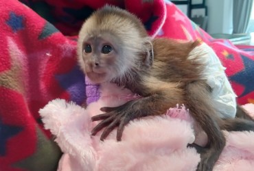 Cute Capuchin monkey for Adoption