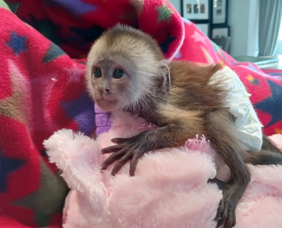Cute Capuchin monkey for Adoption