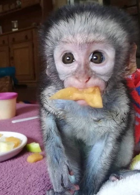 Cute Capuchin monkey for Adoption