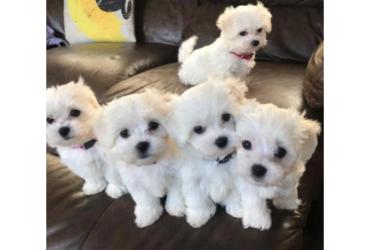 Cutest Adorable Teacup Maltese Puppies
