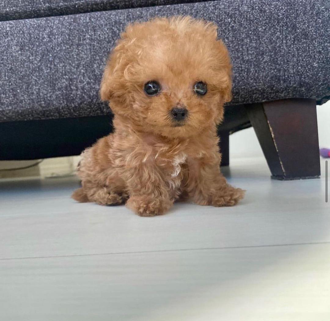 TOY POODLE PUPPIES