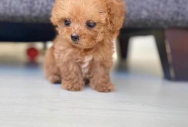 TOY POODLE PUPPIES