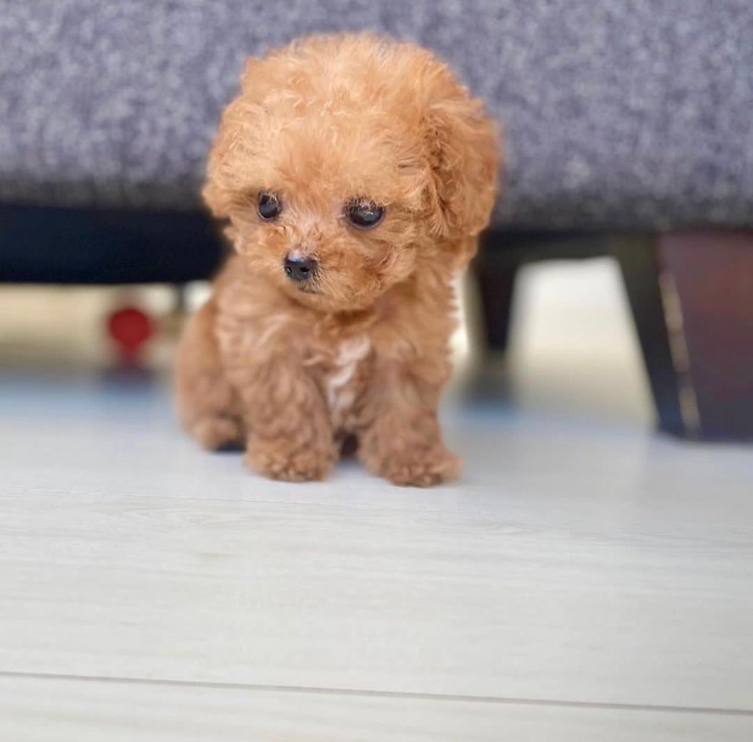 TOY POODLE PUPPIES