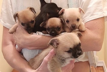 Chihuahua Puppies For Adoption