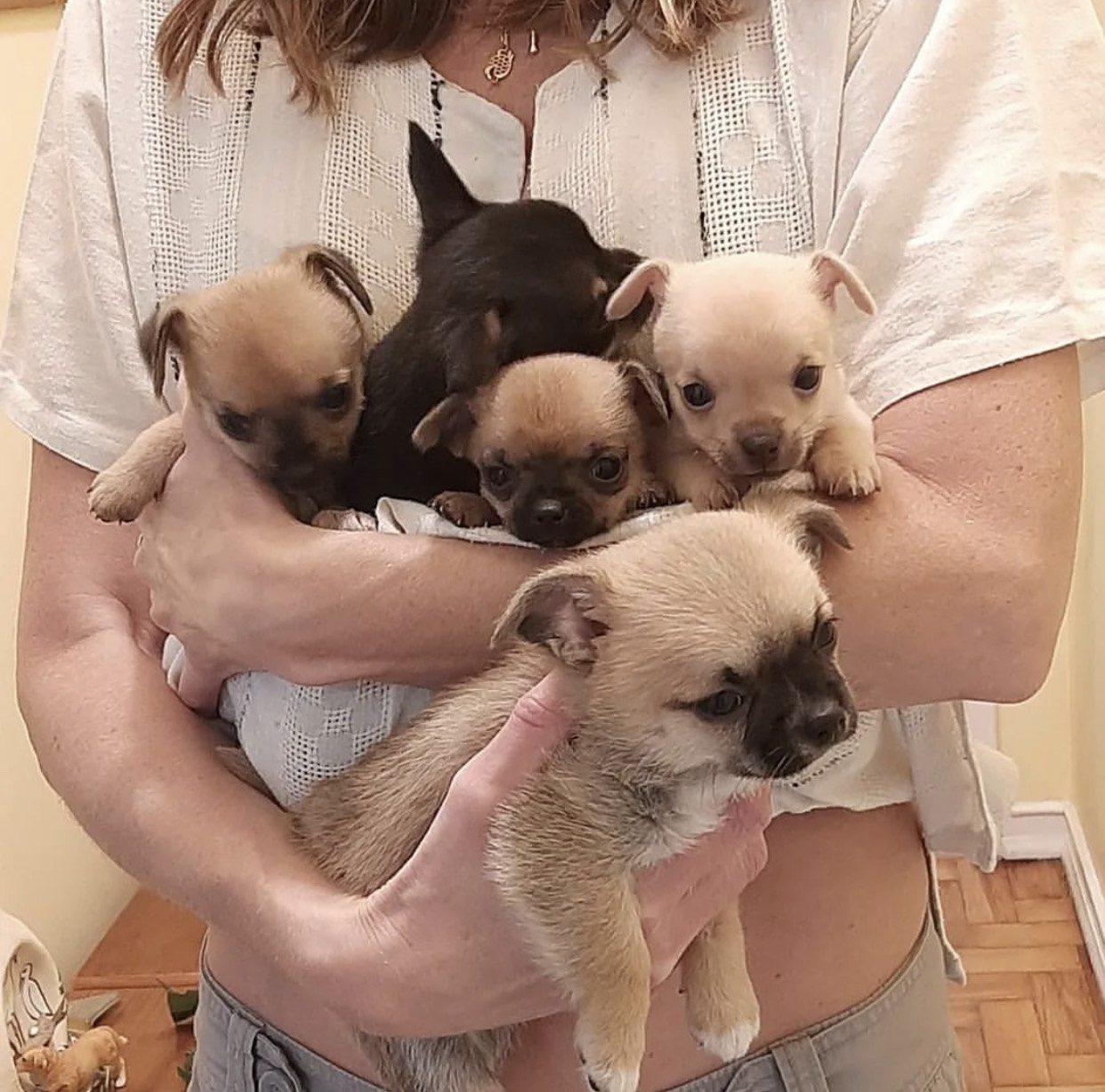 Chihuahua Puppies For Adoption