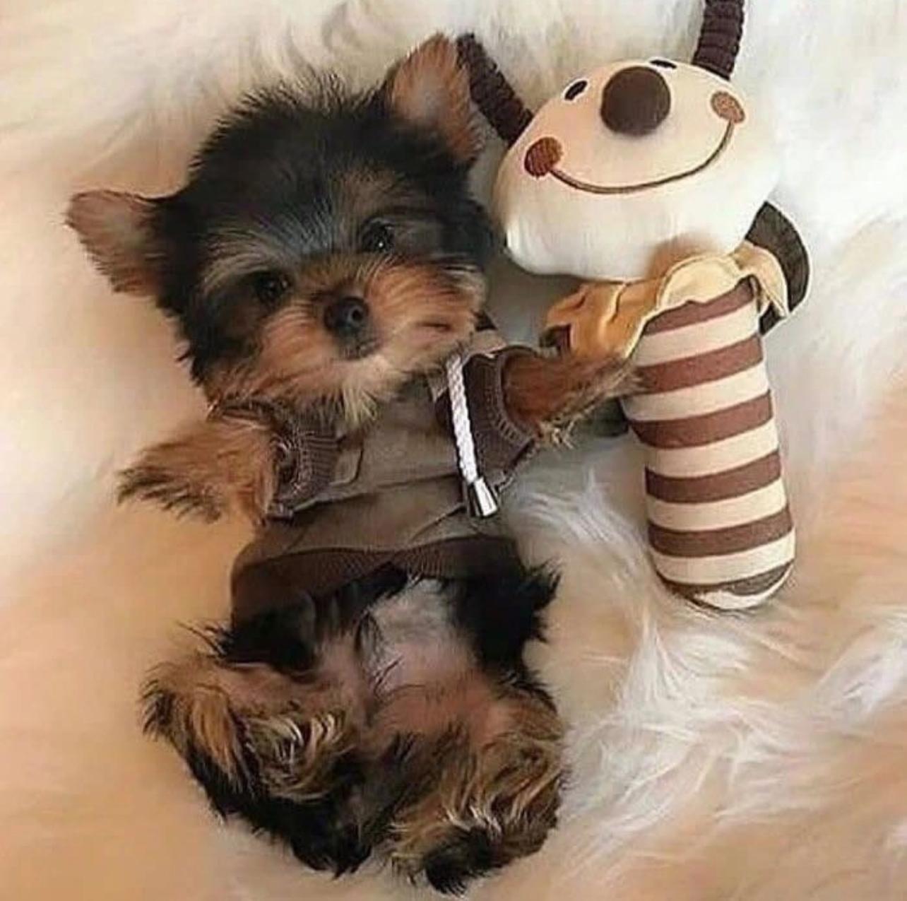 Yorkie Puppies MALE & FEMALE