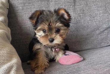 Yorkie Puppies MALE & FEMALE