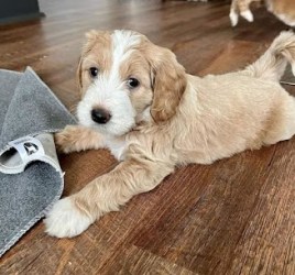 ❤️❤️Outstanding** GOLDENDOODLE PUPPIES Ready❤️
