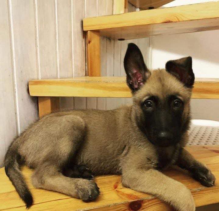 Well trained Belgian Malinois puppies
