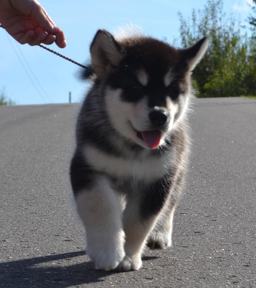 Obedient Alaskan Malamute puppies available