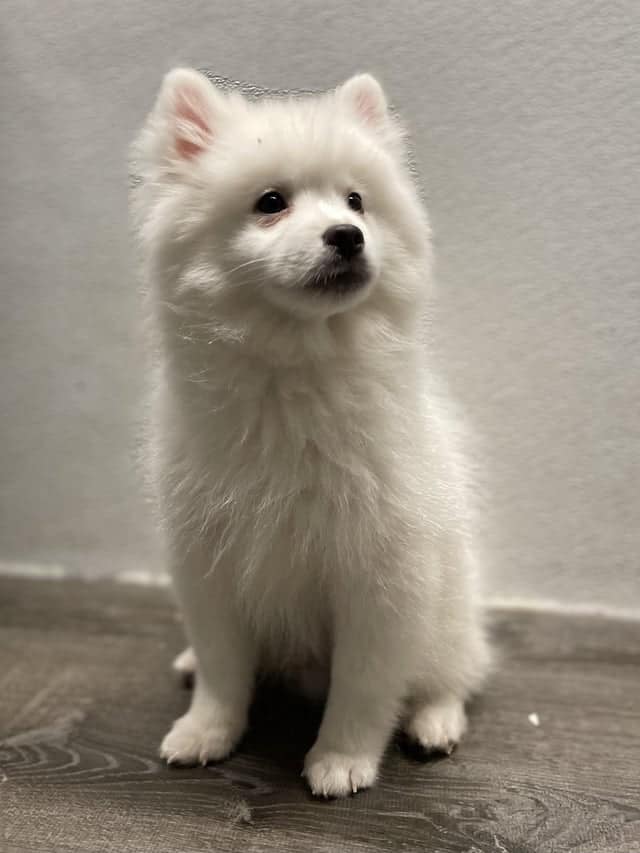 Stunning American Eskimo puppies available