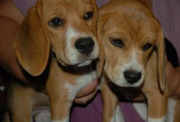 Adorable Beagle Puppies