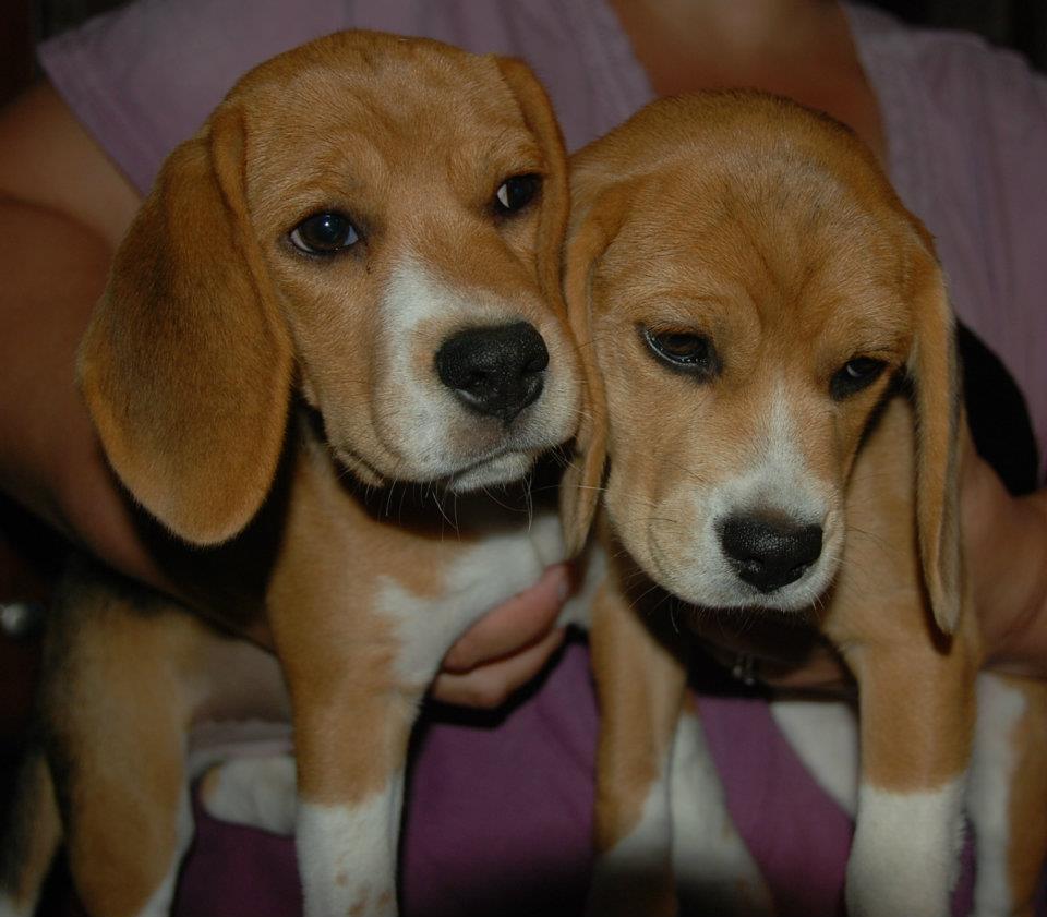 Adorable Beagle Puppies