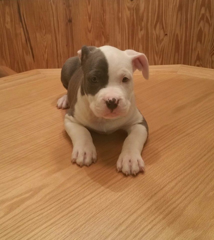 Potty Trained American Pitbull Terrier Puppies Ready for a New Home