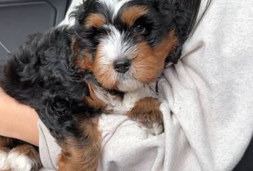 Charming Aussiedoodle puppies