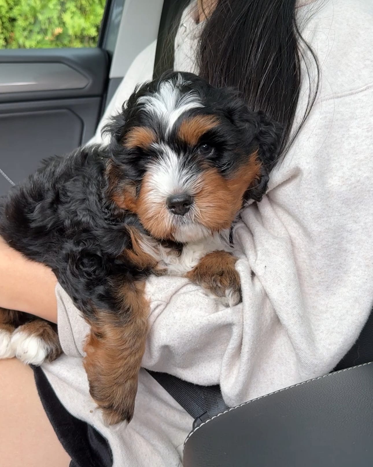 Charming Aussiedoodle puppies