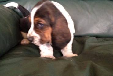 Cute Basset Hound puppies Searching For lovely homes