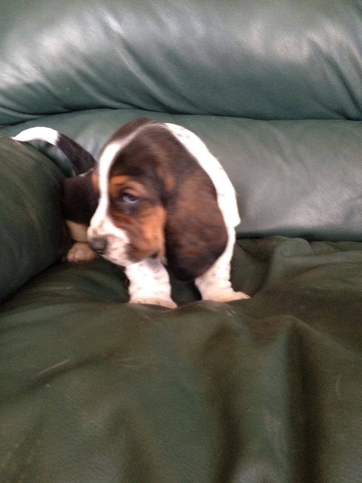 Cute Basset Hound puppies Searching For lovely homes