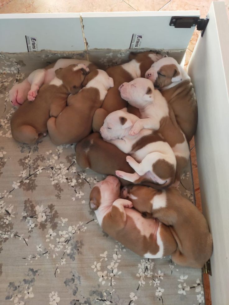 Adorable French bulldogs for sale 6 puppies Available