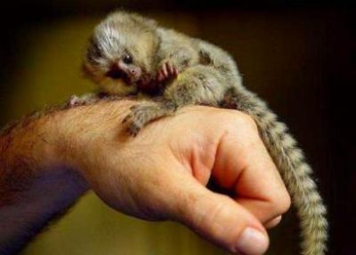 Baby marmoset monkeys for adoption