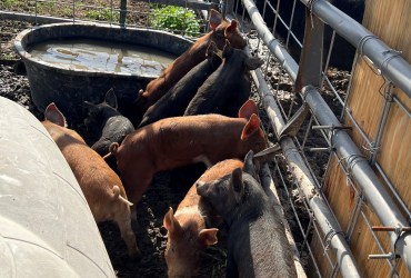 Feeder piglets for sale