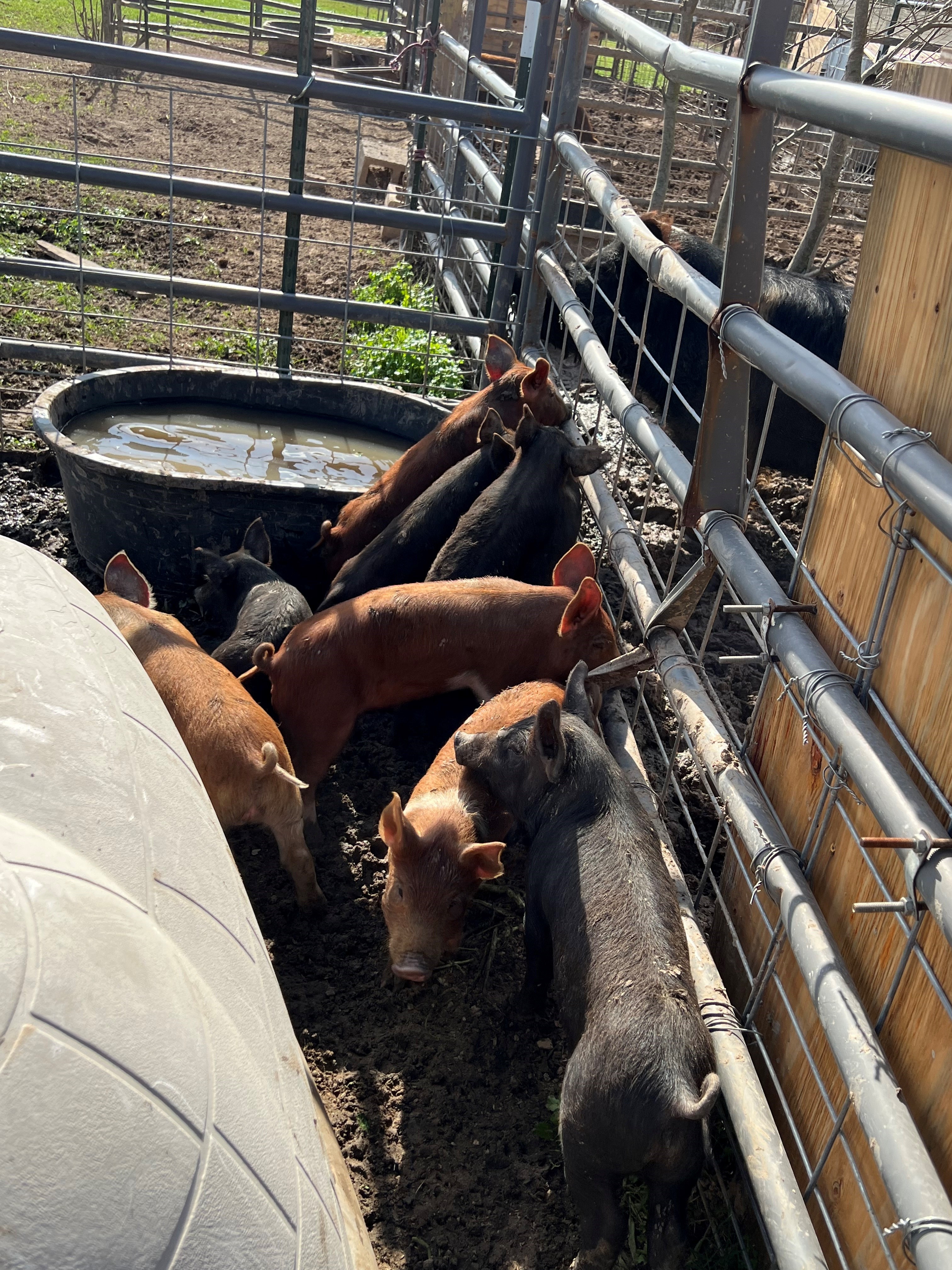 Feeder piglets for sale