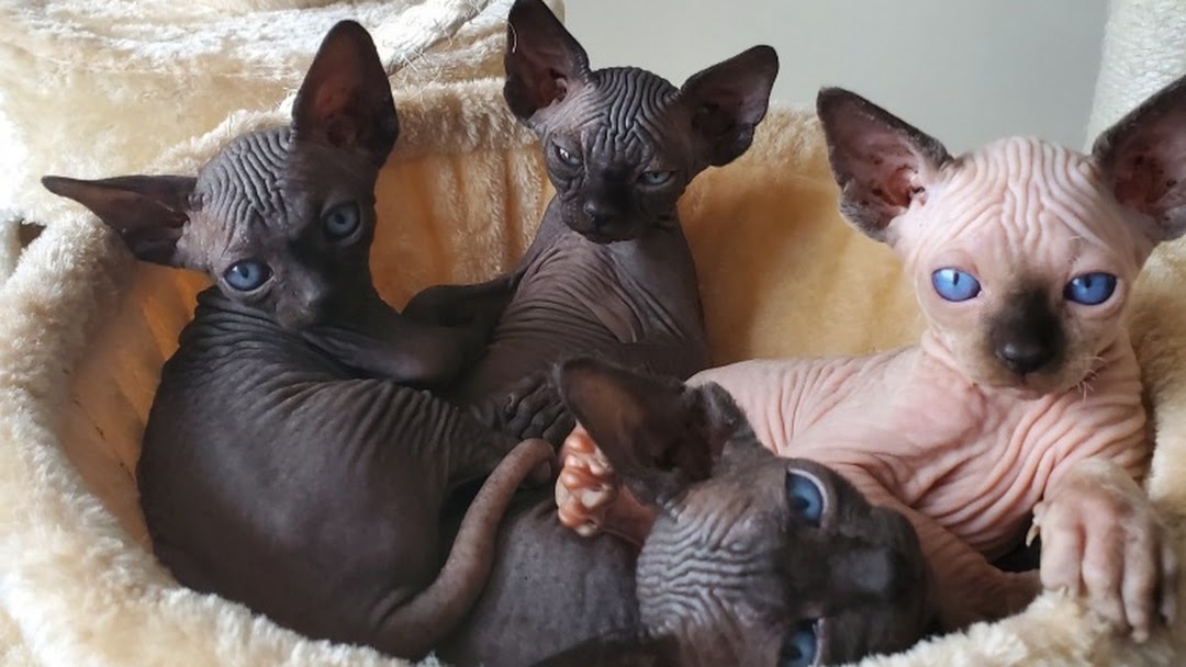 Sphynx kittens