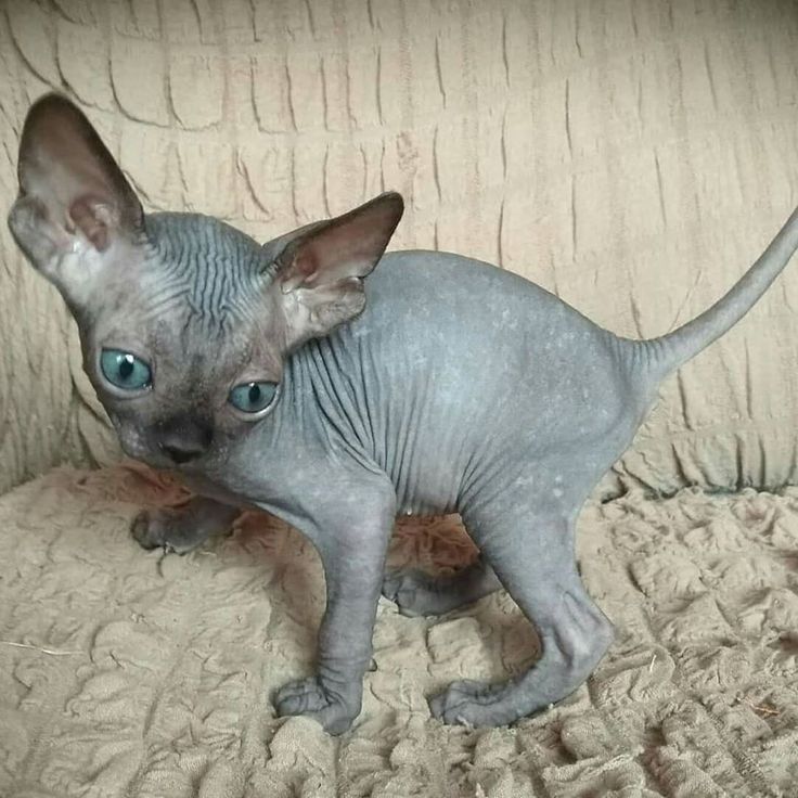 Sphynx kittens
