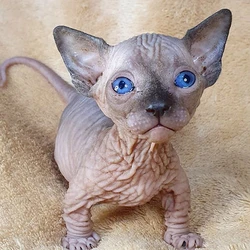 Sphynx kittens