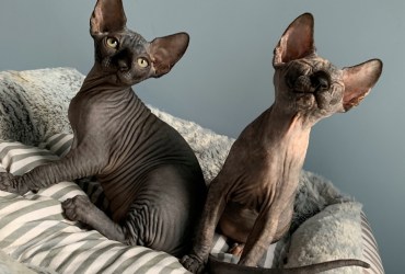 Sphynx kittens