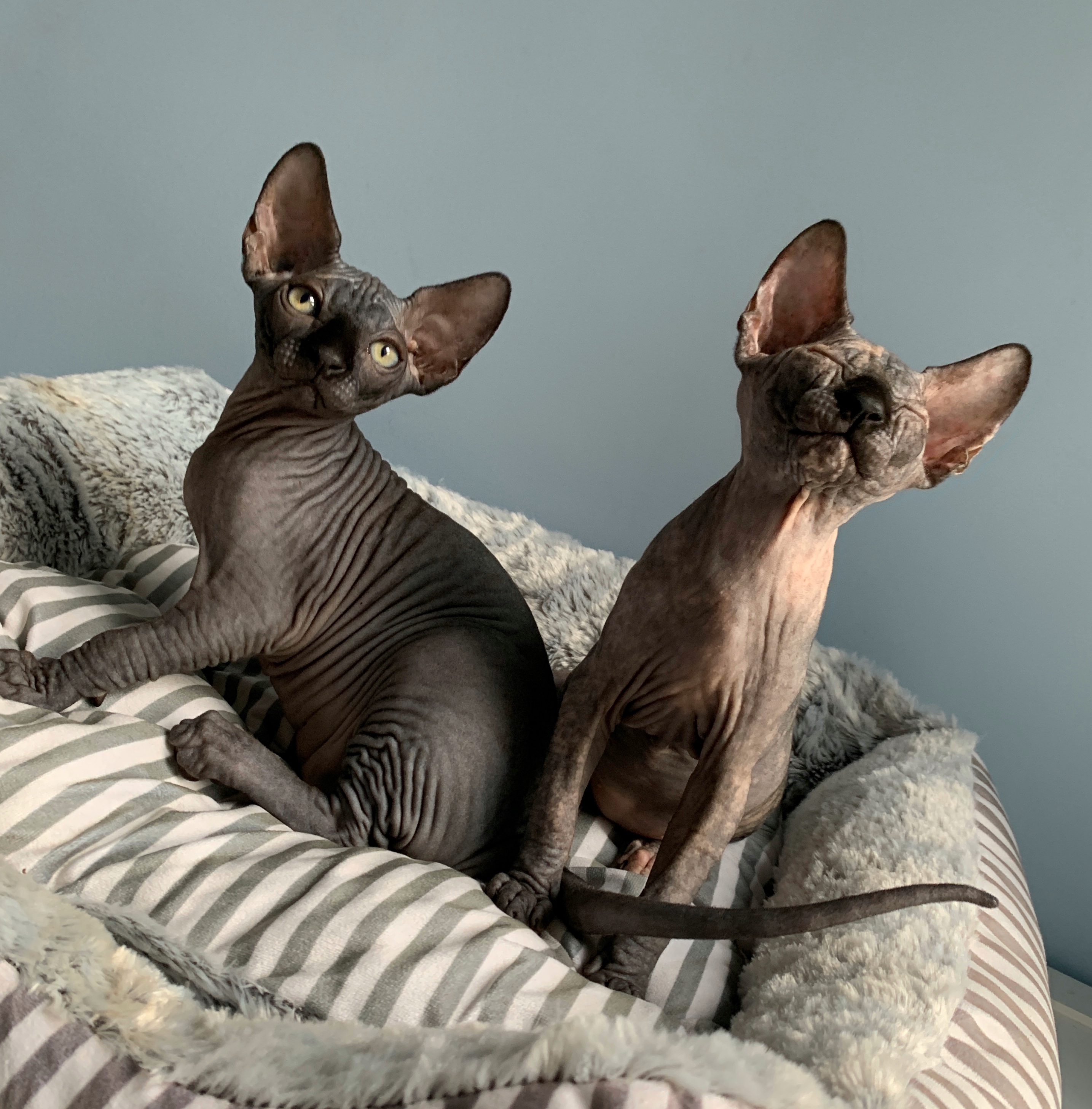 Sphynx kittens