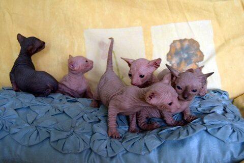 Sphynx kittens