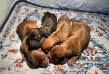 – Dachshund puppies born 5/7/2025 –  225-290-9000