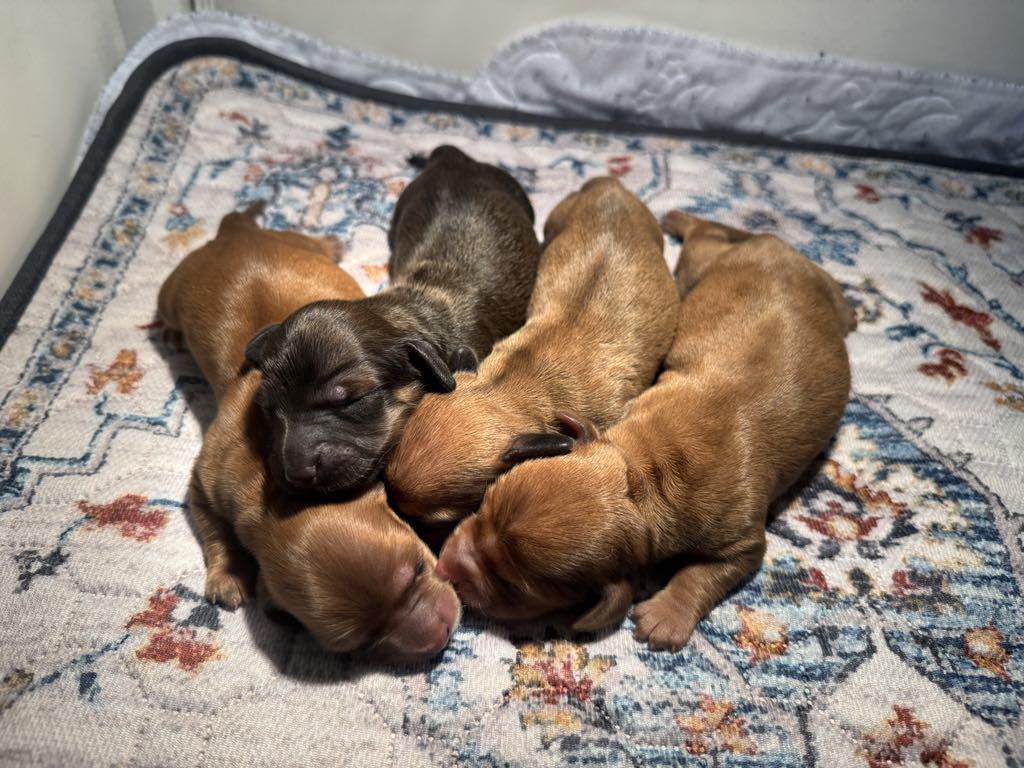 – Dachshund puppies born 5/7/2025 –  225-290-9000