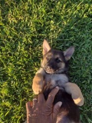 Private: German Rottweiler Puppies