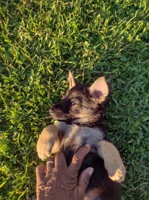 Private: German Rottweiler Puppies