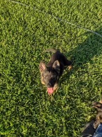 Private: German Rottweiler Puppies