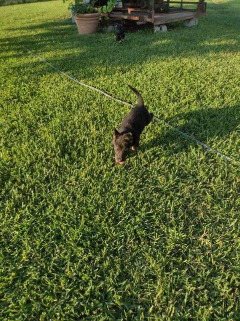 Private: German Rottweiler Puppies