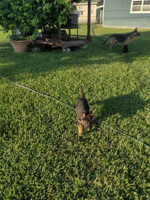 Private: German Rottweiler Puppies