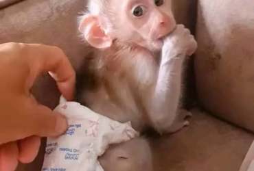 Gorgeous Cute Male And Female baby Macaque  Monkeys Available